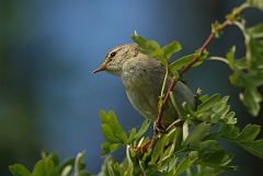 David Plant Photography - Wildlife Photography - Willow warbler - D